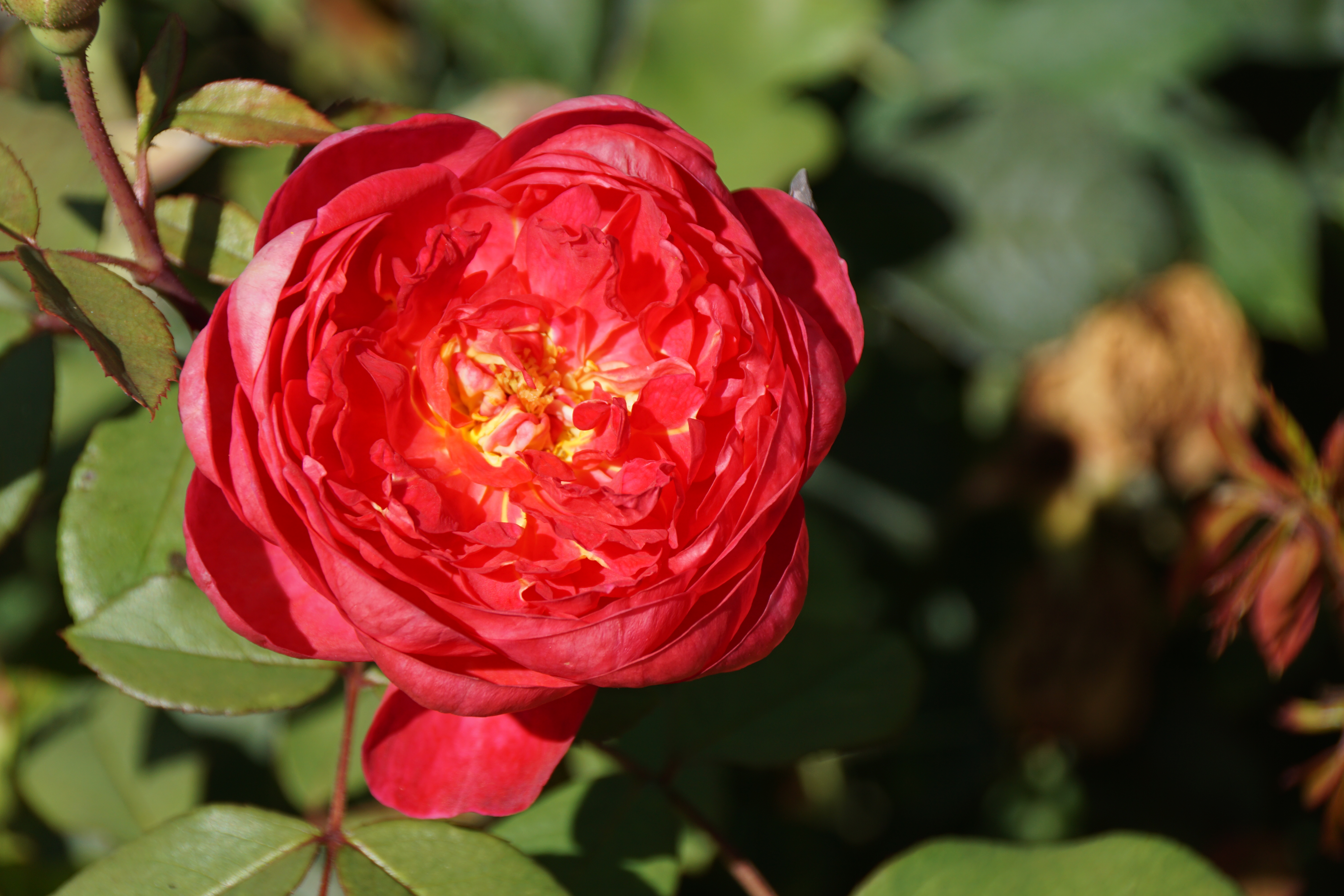 A wilde rose (red) in full bloom