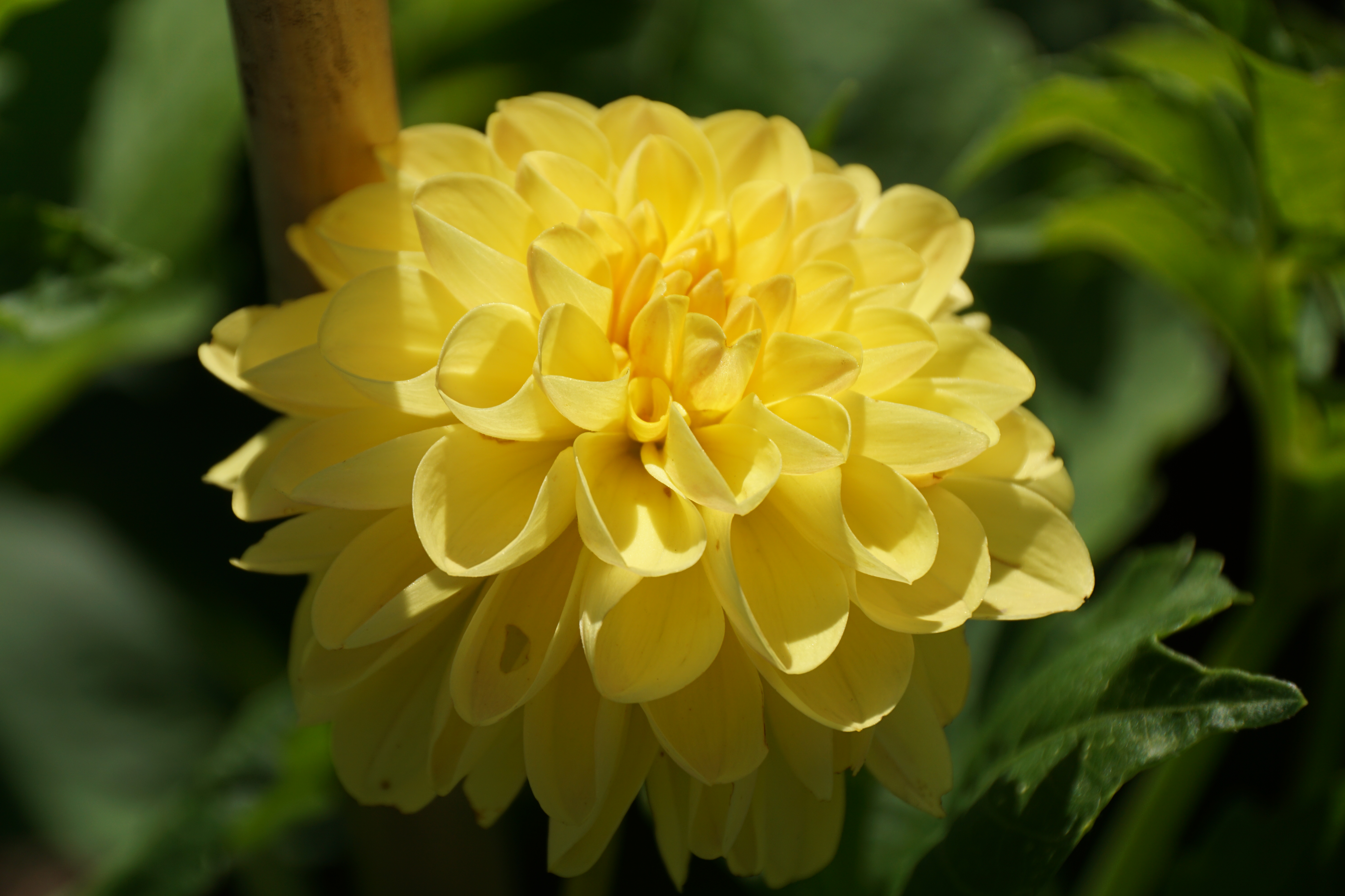 A yellow dalia in full bloom