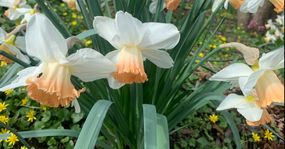 Daffodils
